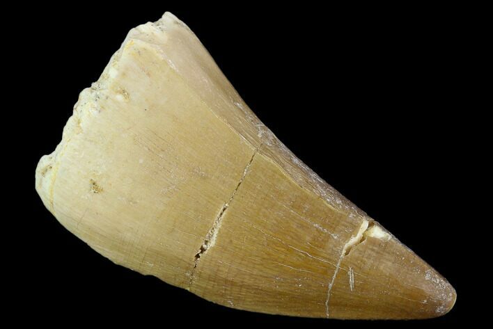 Mosasaur (Prognathodon) Tooth - Morocco #118988